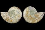 Agatized Ammonite Fossil - Madagascar #111523-1